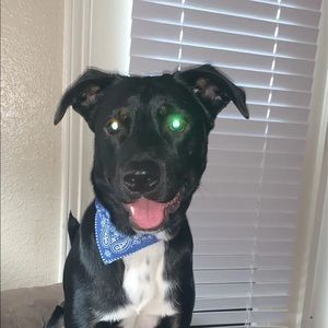 Meet your Posher, Jake